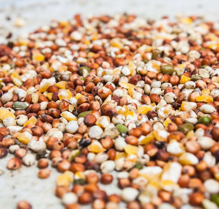 nutrición animal